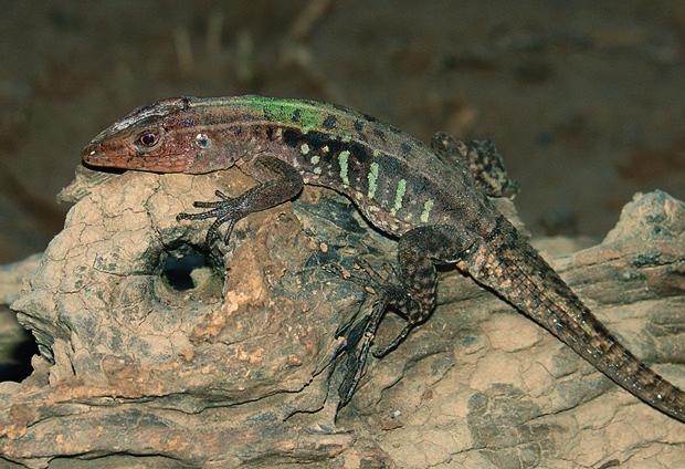 ameiva Teiidae