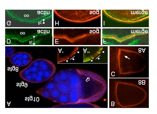 c Usually these consisted of several salt and pepper clones of 1-5 cells d These clones were always smaller than 15 cells e All clones associated