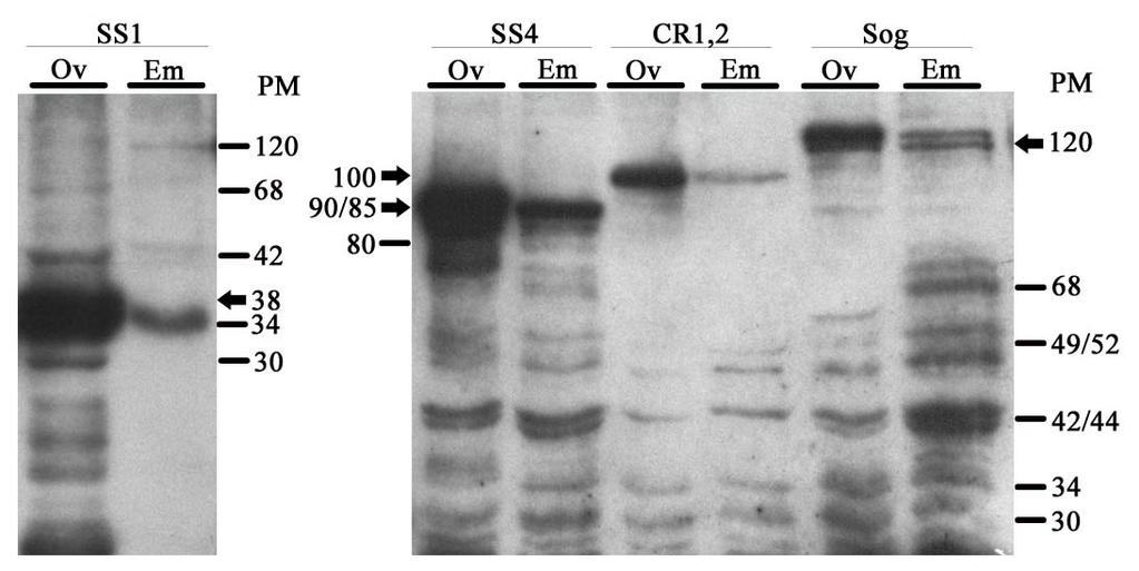 Resultados Figura 13: Fragmentos de Sog superexpressos pelo sistema UAS/GAL4 durante a oogênese. O anticorpo Sog 8A reconhece um epítopo próximo ao CR1 (barra vermelha).