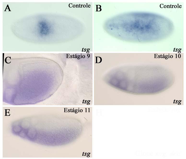 Resultados Figura 18: tsg é expresso nas células foliculares ventrais. Hibridização in situ em embriões e folículos ovarianos para o gene tsg.