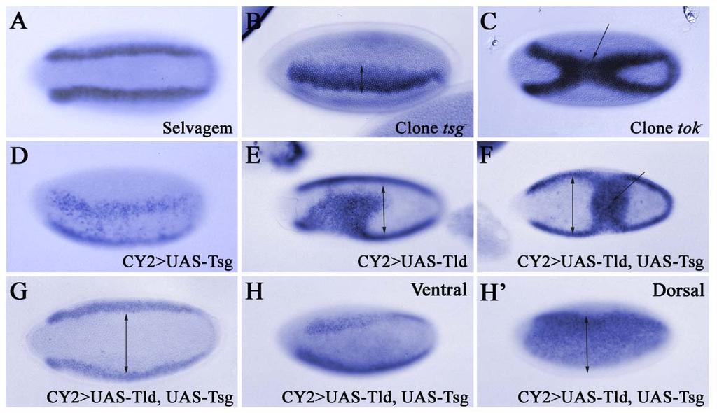 Resultados Figura 19. Efeitos de clones nulos de Tok e Tsg e superexpressão de Tsg e Tld durante a oogênese na formação do eixo dorso-ventral embrionário. Hibridização in situ para o gene vnd.