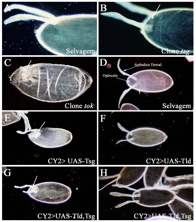 Resultados Figura 20: Efeitos dos clones nulos de tok e tsg e superexpressão de Tld e Tsg durante a oogênese na padronização de estruturas coriônicas. (A e D) embriões selvagens.