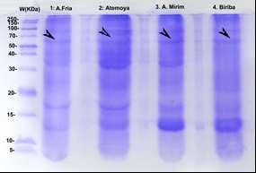 122 1 2 3 4 5 Figura 03. Gel SDS-PAGE de porta-enxertos das espécies do gênero Annona (19 mg de cada pista).
