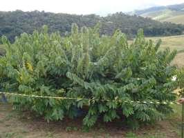 36 Figura 07. Técnicas para prevenir a baixa temperatura em casa-de-vegetação, tais como a Lona preta e lâmpadas incandescentes, respectivamente. 5.9.