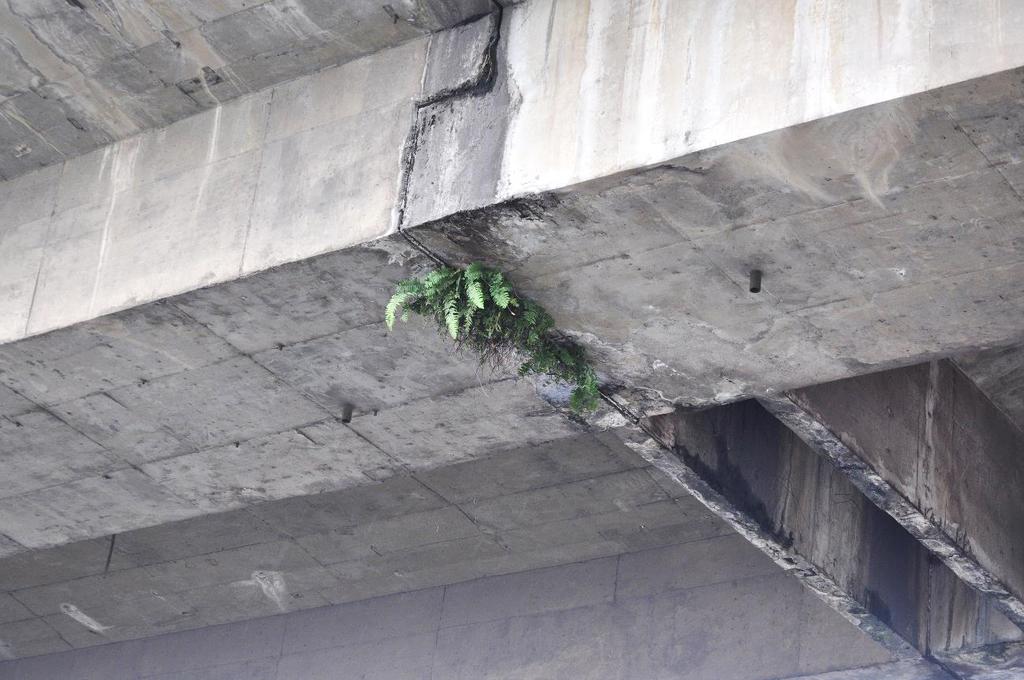 Figura 32 Presença de vegetação na junta de