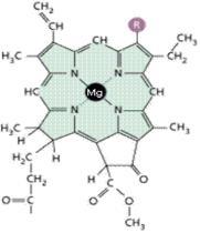 - N é o elemento que mais influencia na fotossíntese (Formação de proteínas e da clorofila)