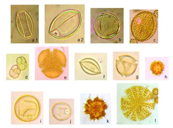 Os grãos de pólen foram observados em microscópio eletrônico com aumento de 400X, em seguida foram fotografados e classificados em tipos polínicos de acordo com sua morfologia, mediante comparação