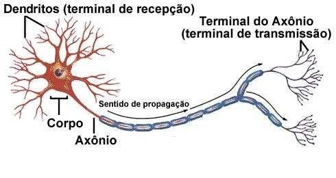 neurônios se a intensidade do impulso nervoso for maior que o limiar exitatório (Lei do Tudo ou Nada).