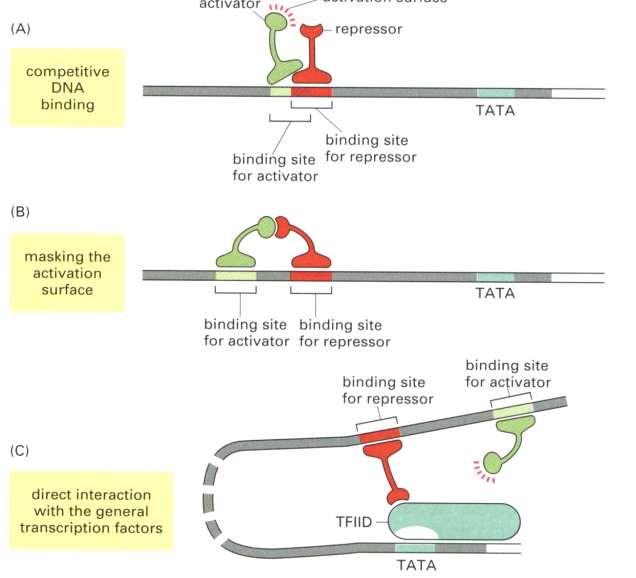 Repressores de Transcrição LIGAÇÃO COMPETITIVA AO DNA Ativador Superfície de ativação Repressor TATA Sítio de ligação do repressor Sítio de ligação do ativador SUPERFÍCIE DE ATIVAÇÃO