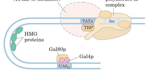 Regulação dos genes do metabolismo da galactose na levedura Genes GAL: espalhados em vários cromossomos Promotores similares