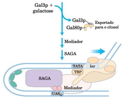Regulação dos genes do metabolismo da galactose