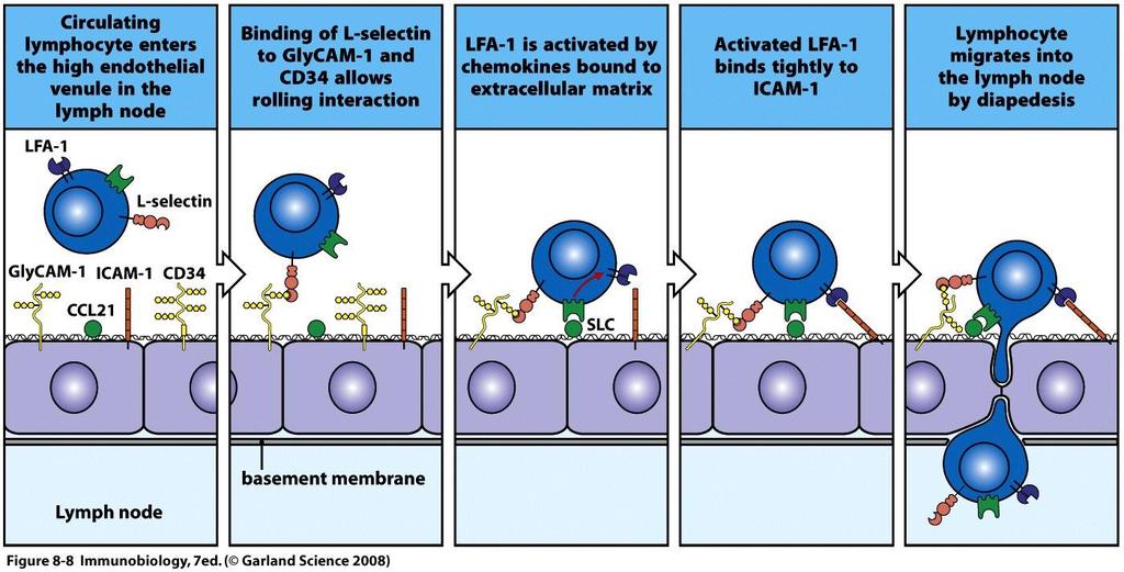 Adesão e entrada de célt no linfonodo CCR7 CCL21 ou CCL19 (MIP3b) CCL21: