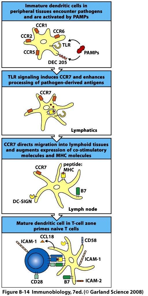 Patógeno (adjuvante)=maturação DCs processamento de antígenos CCR7=migração para linfonodo (CCL21)