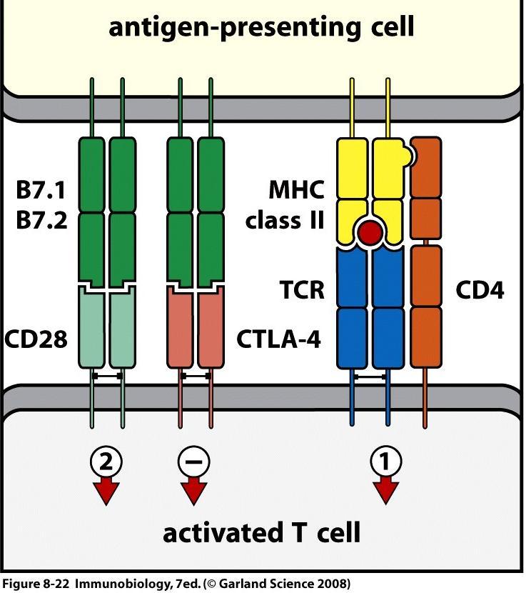 Regulação negativa do segundo sinal por CTLA4 CD28 e CTLA4 ligam B7 da APC CD28= sobrevivência e proliferação CTLA4= inibição por