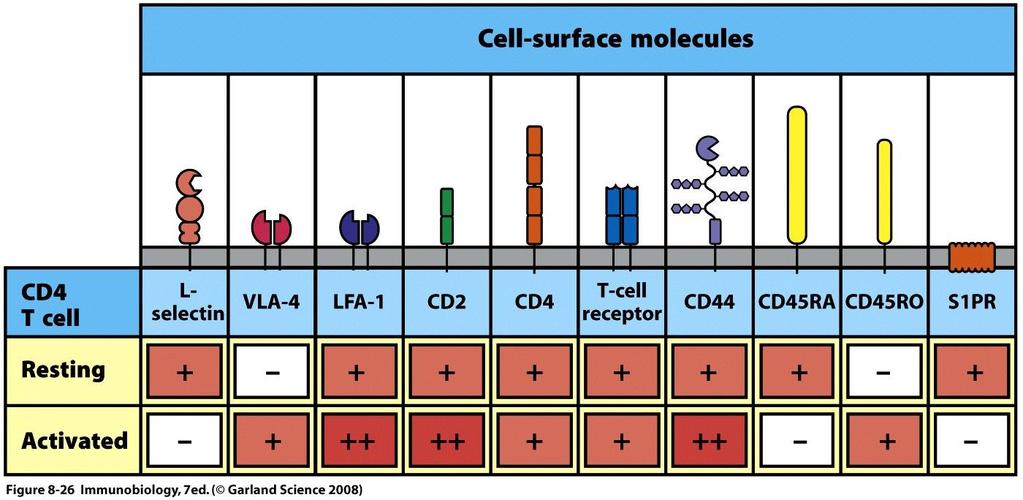 Ativação induz mudanças em moléculas de superfície depois + L-selectin (CD62L): liga GlyCAM-1 e CD34 expressas nas HEVs dos linfonodos VLA-4 (very late activation antigen): liga VCAM-1 de endotélio