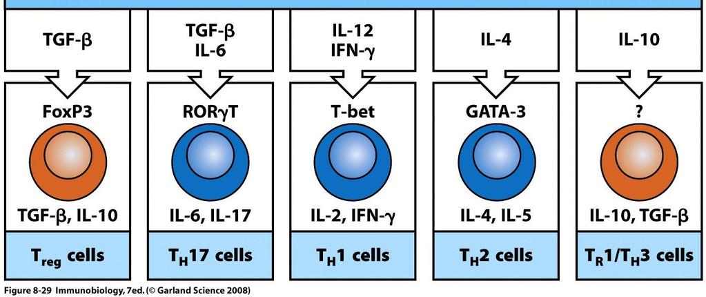 Sinal 3 diferencia célst CD4 para vias efetoras Subpopulações reguladoras adaptativas IFN produzido por NK, DCs, macs induz Tbet e IL12R nas célsth1 Moléculas de DCs