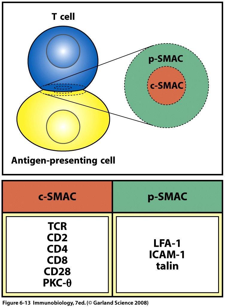 Ativação do receptor de célt pela sinapse