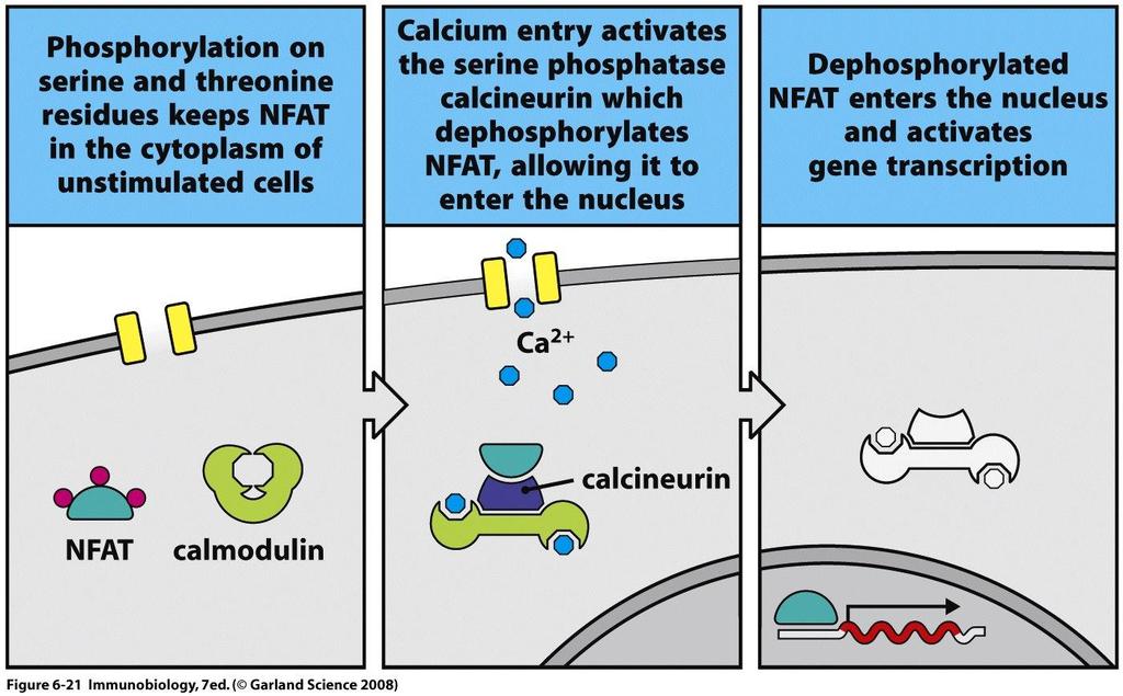 2 Cálcio ativa NFAT NFAT= fator de céls T ativadas (nome errado, há em todas as céls) No citoplasma