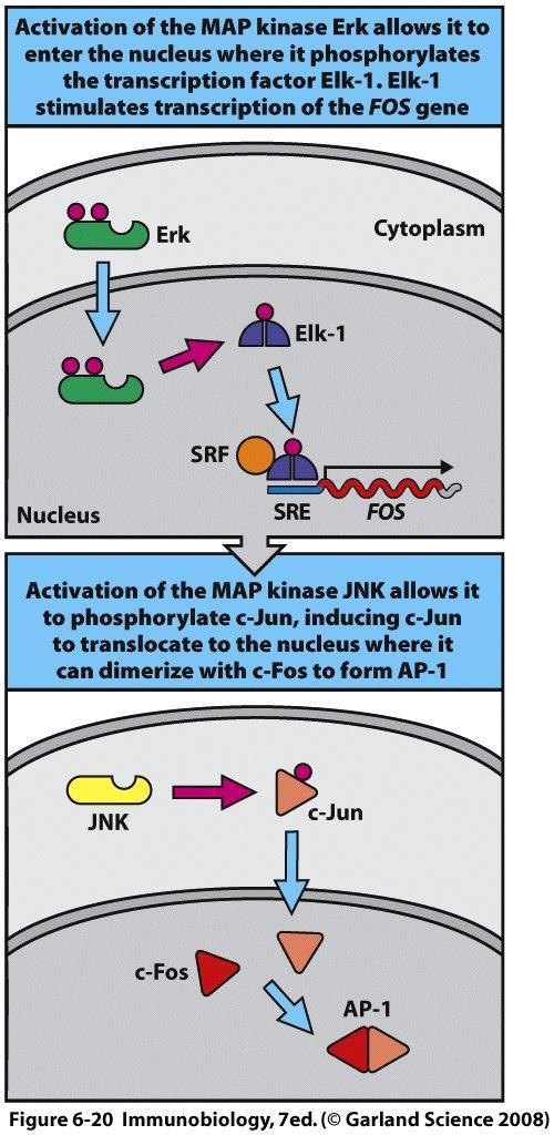 AP1= Jun (constitutivo no citoplasma) e Fos