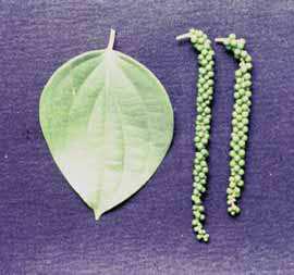 Cultivo da Pimenteira-do-reino na Região Norte 41 Fig. 1. Folha cordiforme e espigas longas (14,0 cm), característica da cultivar Bragantina (ecotipo de Panniyur-1).