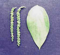 Cultivo da Pimenteira-do-reino na Região Norte 43 Fig. 3. Folha grande lanceolada, espigas longas (12,0 cm) característica da cultivar Guajarina.