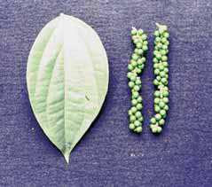 44 Cultivo da Pimenteira-do-reino na Região Norte Fig. 4. Folhas pequeno lanceolada, espigas curtas (9,0 cm), característica da cultivar Iaçará-1.