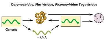 4. Replicação: Vírus com genoma RNA simples fita (RNA ss) polaridade positiva (+) (1) Atuar como RNAm (a) Atuar tradução como RNAm síntese tradução de proteínas em proteínas (a) RNA (+) (b) proteína