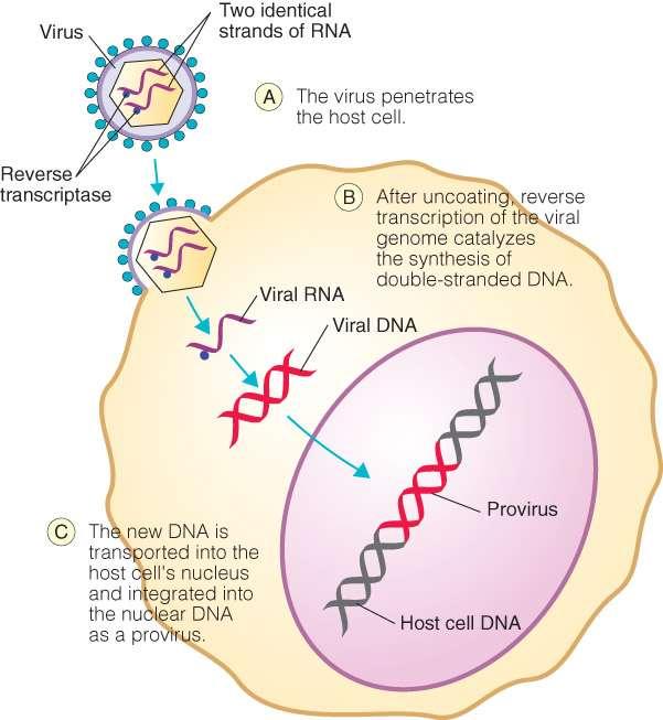 4. Replicação Vírus com genoma RNA simples fita (RNA ss) polaridade positiva (+): transcriptase reversa