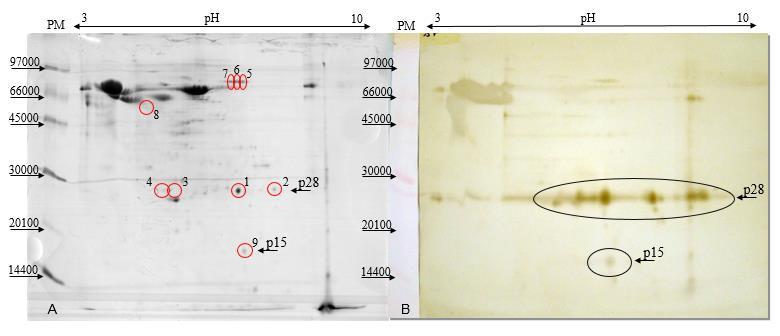 53 Figura 4 [A] Gel da eletroforese bidimensional de CAEV Cork, onde círculos em vermelho demonstram os spots escolhidos para a