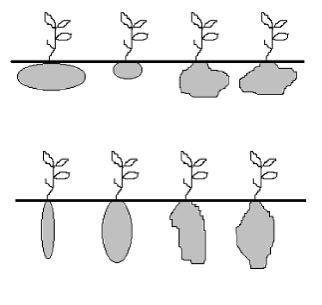 Requerimento de água das culturas para fins de dimensionamento 47 horizontes superiores arenosos e inferiores argilosos, o bulbo tem uma pequena forma de pera (Figura 9).