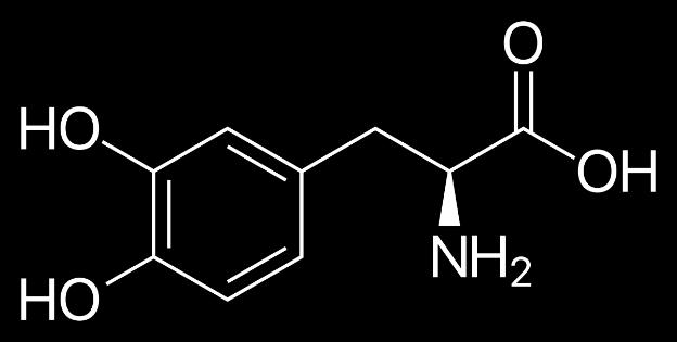 As catecolaminas endógenas originam-se de um percursor denominado tirosina que se transforma sucessivamente em dopa, dopamina, noradrenalina e adrenalina por ação enzimática.