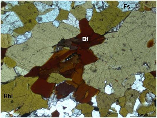 Figura 24: Cristais de biotita avermelhada associados à hornblenda e ferrossilita, mostrando consumo da biotita e da hornblenda para formação de ferrossilita na amostra OM- 174-B (NP).
