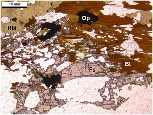 Figura 27: Biotita, hornblenda e minerais opacos englobados por cristais de ferrossilita associados a andesina e quartzo na amostra OM-70 (NP).