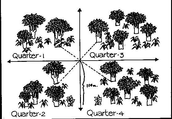 Ponto-quadrante: para árvores Estabelece-se pontos ao longo de um transecto Cada ponto define o centro de 4