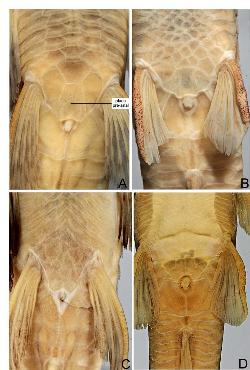 Figura 11 - Detalhe da vista ventral da placa pré-anal de: A: Rineloricaria formosa (não catalogado) (CP: 142mm); B: R.