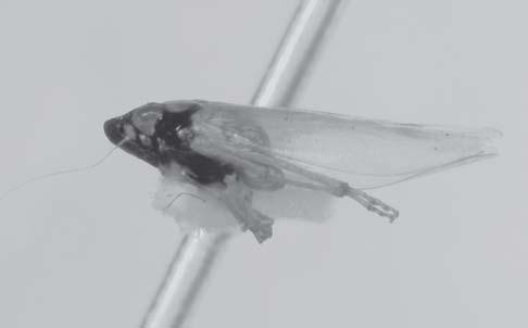 Neocoelindroma, gênero novo de Neocoelidiinae... 237 11 12 Figuras 11-12. Neocoelindroma nigricephala sp. nov., holótipo macho: (11) vista dorsal; (12) vista lateral. Escala =.