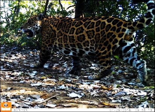 Essa iniciativa representa mais um dos esforços do Onçafari para a conservação e divulgação das onças-pintadas e do Pantanal.