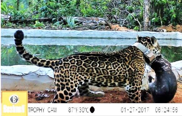 As duas novas fêmeas de origem amazônica já estão num recinto-escola de aproximadamente 15.000 m 2 situado em Jacareacanga (PA).