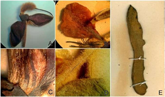 12 diferenciadas, por não possuírem um acúmen no seu ápice, característico de espécies como D. arenicola, D.puncticulosa e D.stipitata.