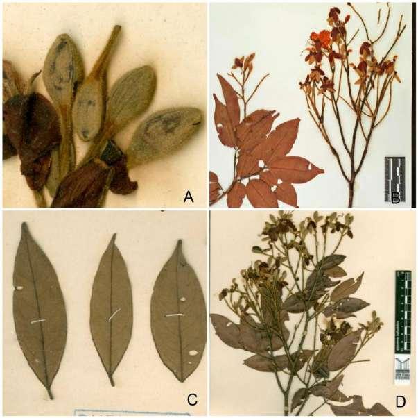 Material examinado: MG 29124; MG 29124a; INCT Exsiccatae Viewer: NY 4331; RB 539562 Figura 5 Peças florais, fruto e tricomas de Dicymbe amazonica. A.