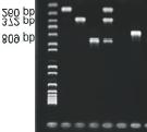 Detecção de Fungos Filamentosos Produtores de Ocratoxinas utilizando a Reação em Cadeia da DNA Polimerase (PCR) 13 Detecção de espécies fúngicas produtoras de Ocratoxina A utilizando reação da DNA