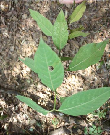 5 Foto: B. Soto-Blanco. a planta pode permanecer em capoeiras, matas secundárias, serras e vales. Não é exigente quanto à fertilidade de solos.
