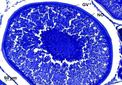 14 Figura - Oócito de ovário na fase 1 do estado 3. GV grânulos de vitelo; NC nucléolos.