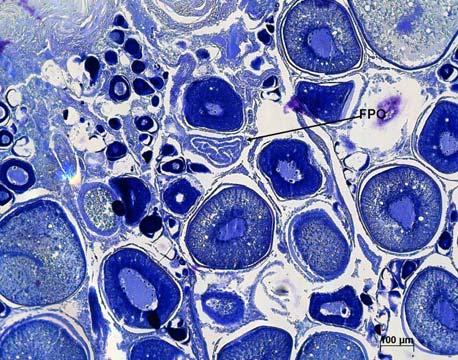 17 Estado -3: Ovário parcialmente esgotado Aspecto macroscópico Neste estado foram incluídos os indivíduos cujas gónadas apresentavam indícios de terem efectuado postura ou de se prepararem para