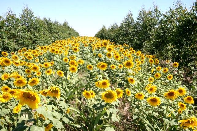 FLORESTA PLANTADA COMPETE COM