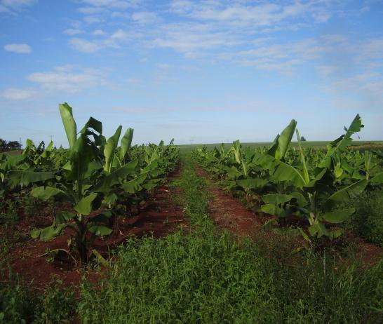 indicando a possibilidade de contaminação em compostos orgânicos. No caso específico da bananicultura, esta técnica pode ser realizada no próprio bananal, conhecida como compostagem laminar.