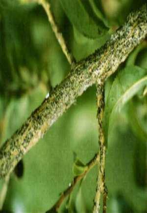picinennis, Phloetribus ficus * Pasta de enxofre 1 Kg de enxofre em pó (dissolva S