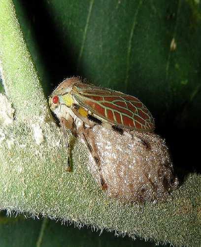 Eriofídeo-da-figueira (Aceria fícus ou Eriophyes fícus) Pequenos ácaros vermiformes Desenvolvem nas gemas sobre as folhas mais novas e entre as sépalas das flores Vetores do "mosaico da figueira