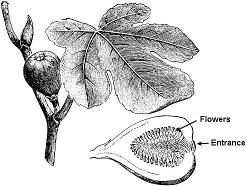 BOTÂNICA Tipos pomológicos de figo Caprifigo (Ficus carica silvestris) Abrange as figueiras selvagens, cujos sicônios não são