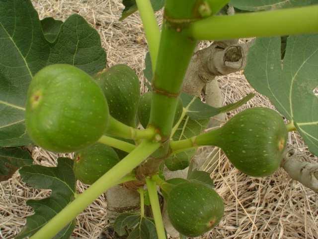 As flores femininas de estilo curto são adaptadas a oviposição das vespinhas Blastophaga psenes (agentes naturais de polinização).